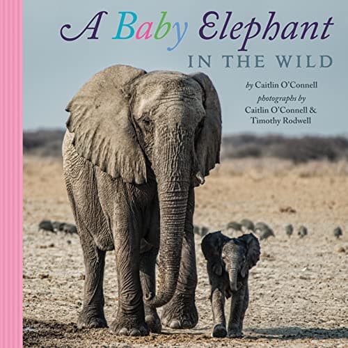 Cover of A Baby Elephant in the Wild