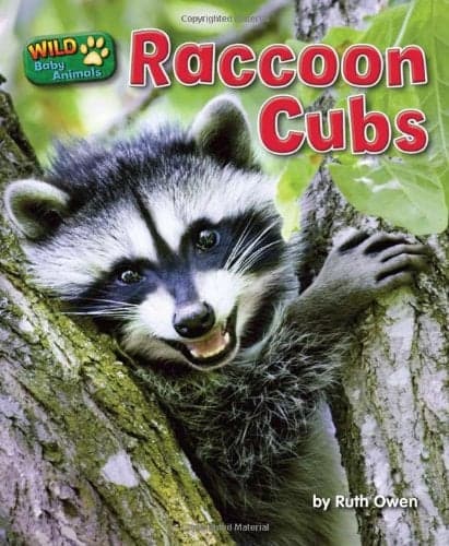Cover of Raccoon Cubs (Wild Baby Animals)