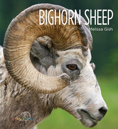 Cover of Bighorn Sheep (Living Wild)