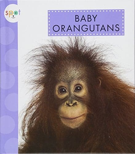 Cover of Baby Orangutans (Spot Baby Animals)