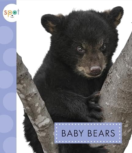 Cover of Baby Bears (Spot Baby Animals)