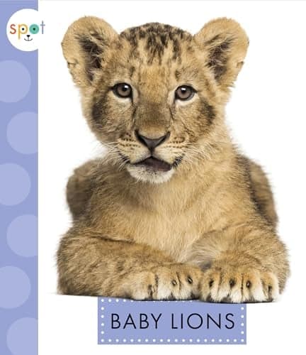 Cover of Baby Lions (Spot Baby Animals)