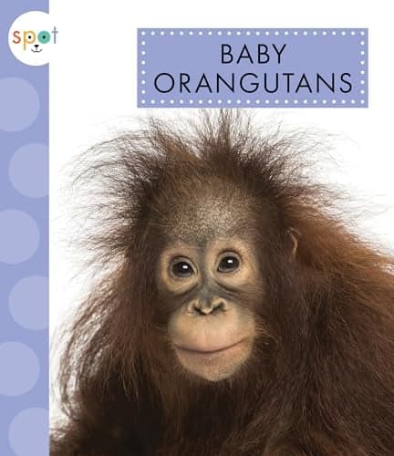 Cover of Baby Orangutans (Spot Baby Animals)