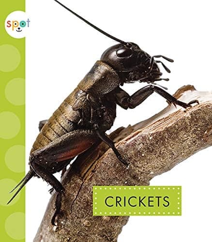Cover of Crickets (Spot Creepy Crawlies)