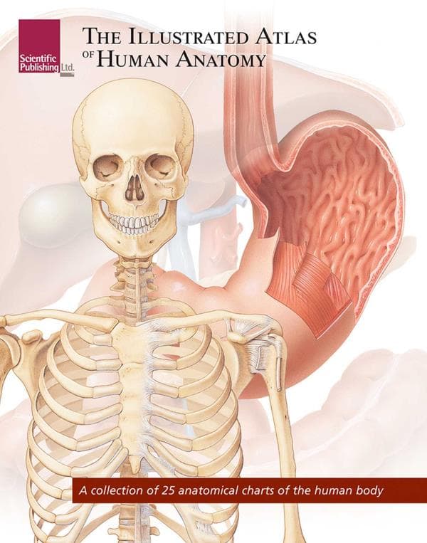 Cover of The Illustrated Atlas of Human Anatomy (Atlas Series)