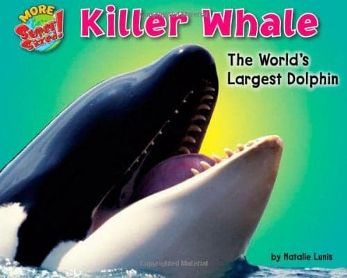 Cover of Killer Whale: The World's Largest Dolphin (More Supersized!)
