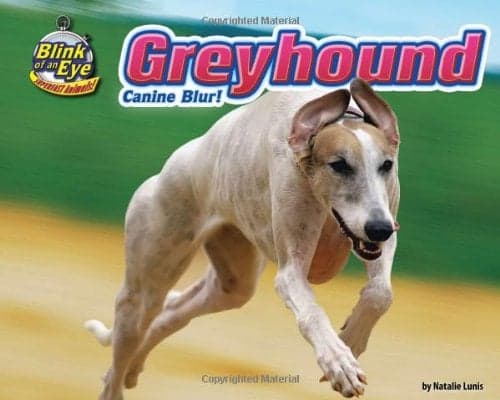 Cover of Greyhound: Canine Blur! (Blink of an Eye: Superfast Animals)