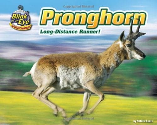 Cover of Pronghorn: Long-Distance Runner! (Blink of an Eye: Superfast Animals)