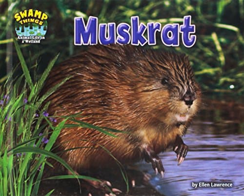 Cover of Muskrat (Swamp Things: Animal Life in a Wetland)